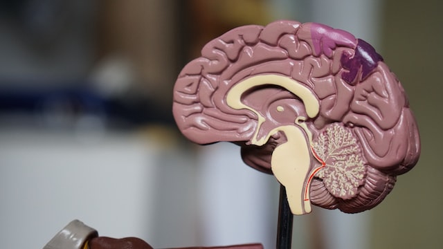 brown plastic brain anatomical model