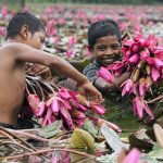 Two boys in Bangladesh harvest flowers.