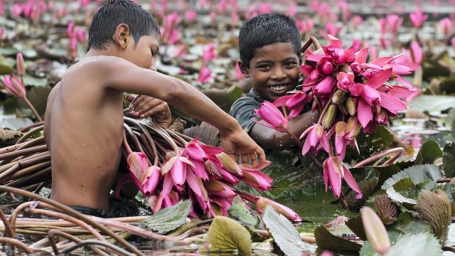 Two boys in Bangladesh harvest flowers.