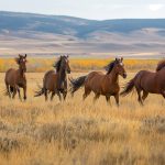 Five brown horses gallop across a field of yellow grass, a hill in the background. Trees with fall leaves dot the hillside.