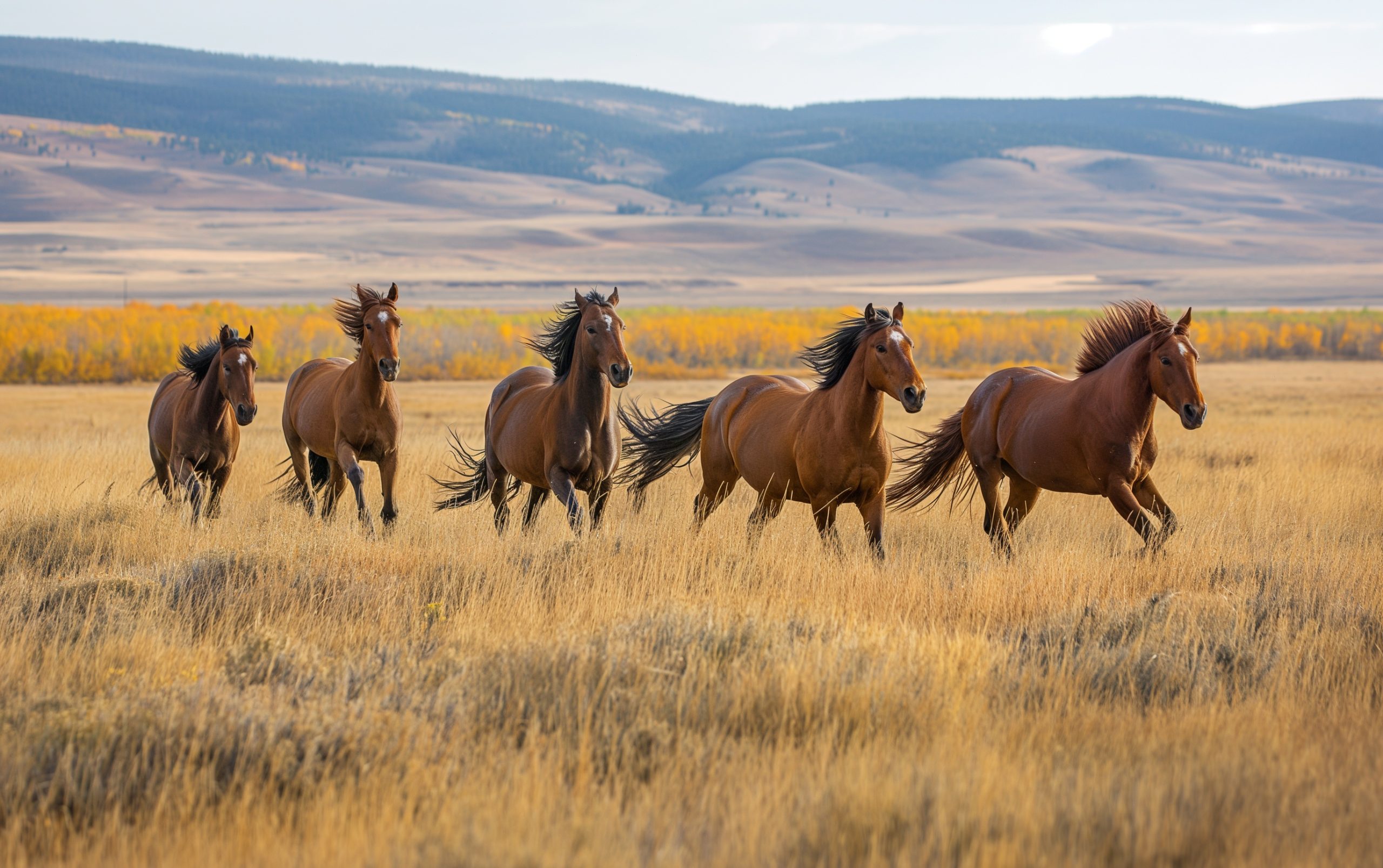 Five brown horses gallop across a field of yellow grass, a hill in the background. Trees with fall leaves dot the hillside.