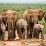 A herd of elephants walk down a dirt road, three babies and four adult elephants.