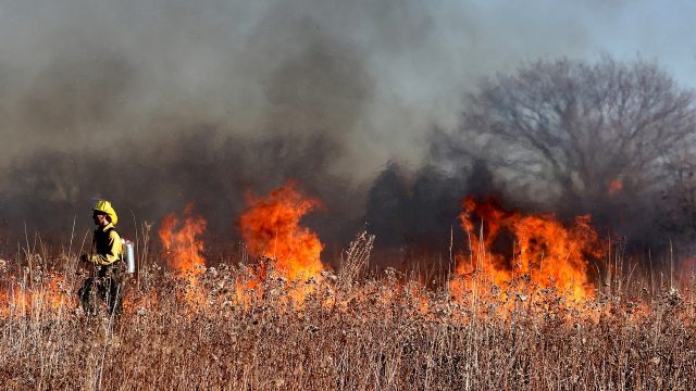 A firefighter stands against a fire in a grassy field.