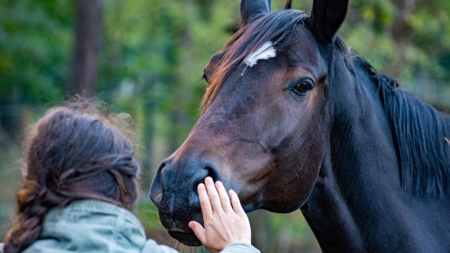 A girl touches the snout of a dark brown horse with a white mark on its forehead.