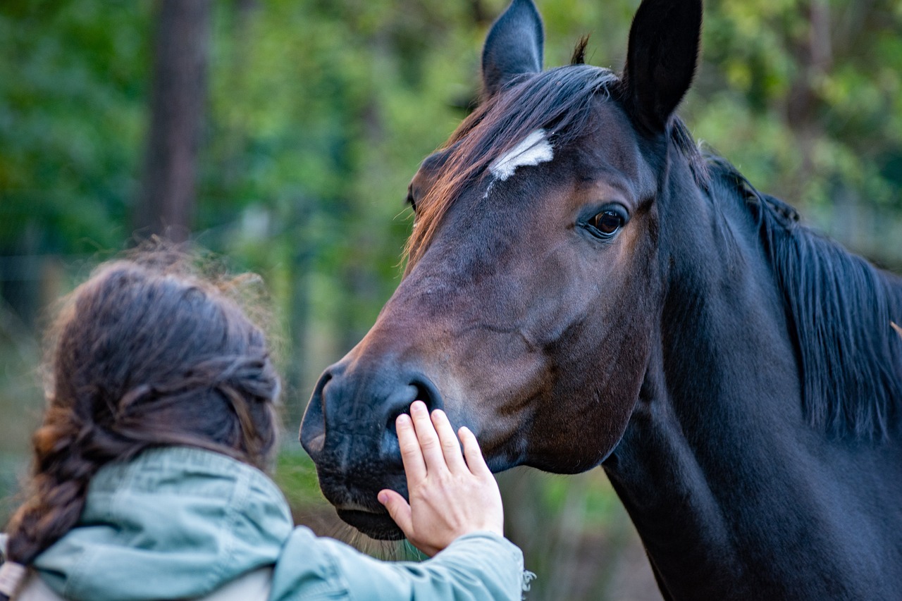 A girl touches the snout of a dark brown horse with a white mark on its forehead.